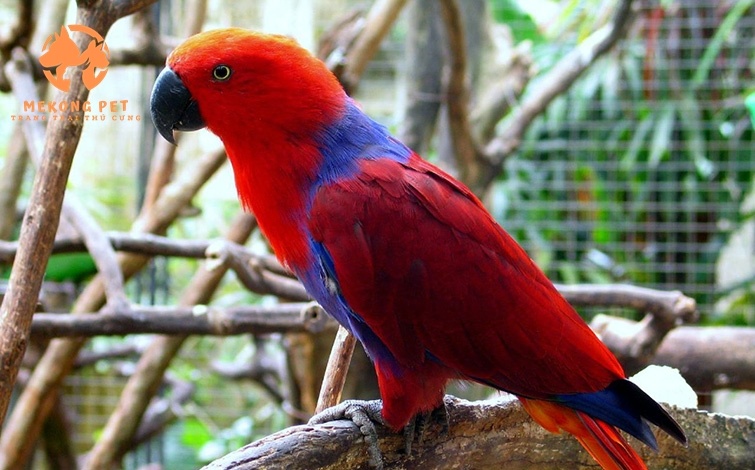 Mua Bán Vẹt Eclectus TPHCM – Địa Chỉ Uy Tín, Giá Tốt